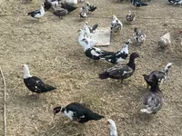 Ducks — الصورة 3