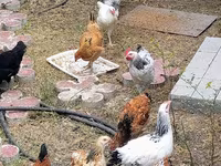 Chickens — foto 5