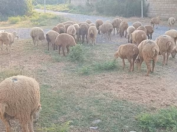 Вівці (партія, стать не вказано), Вівці