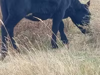بقرة, Russian Black pied cattle — الصورة 4