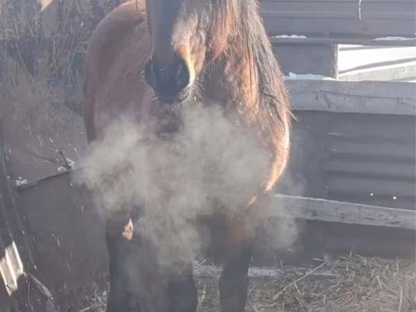 Кінь, Mugalzhar horse