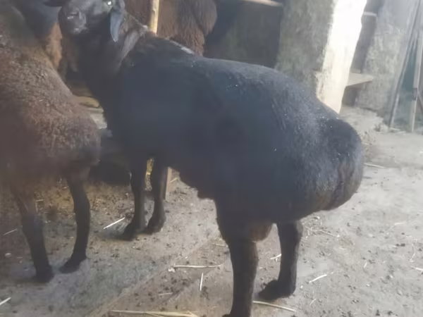 Qoyunlar (partiya, cinsi göstərilməyib), Qoyunlar