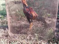 Chickens — foto 5
