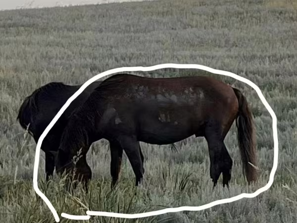 Кінь, Kazakh horse