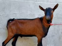 Ziegenbock, Alpine goat — Foto 1