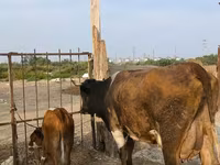 Sigir, Qoramol — 2-rasm