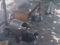Ducks — फ़ोटो 6