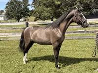 Hengst, Rocky Mountain Horse — Foto 8