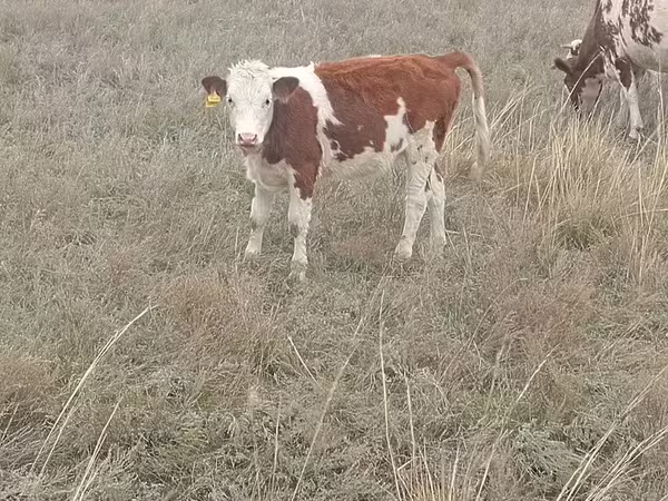 بقرة, Simmental cattle