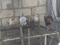 Chickens — फ़ोटो 1