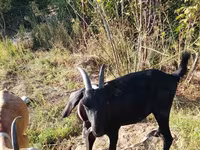 عنزة, Nubian Goat — الصورة 1