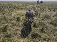Yegua, Caballos — foto 6