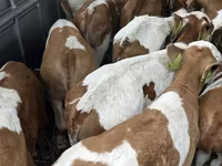 Bulle, Simmental cattle — Foto 3