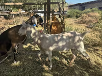 Dişi keçi, Nubian Goat — foto 6