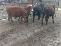 Bulle, Kasachische Weißkopfkuh — Foto 2