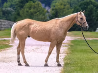 At, Quarter Horse — foto 3