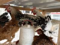 Chickens — foto 5