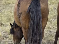 Stute, Kazakh horse — Foto 5