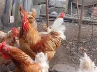 Chickens — photo 1