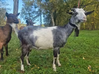 Dişi keçi, Alpine goat — foto 3