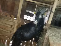 Dişi keçi, Alpine goat — foto 3