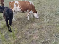 Vaca, Ganado vacuno — foto 3