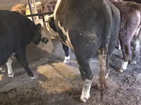 Bulle, Simmental cattle — Foto 2