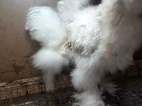 Chickens — photo 4