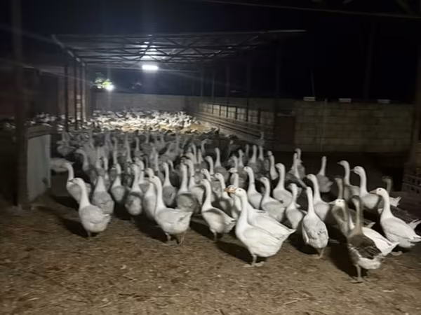 Geese