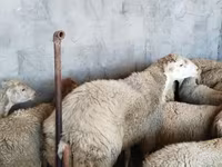 كبش, الأغنام — الصورة 3