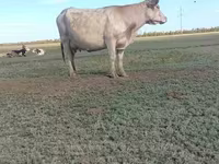 公牛, Latvian Blue cattle — 照片 7