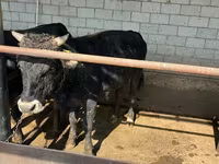 Toro, Ganado vacuno — foto 1