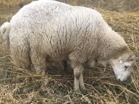 Qoʻchqor, Bardhoka sheep — 2-rasm