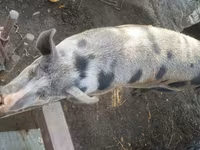 Eber, Schweine — Foto 1