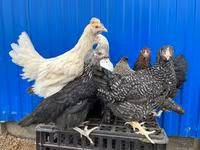 Adler Silver — Foto 1
