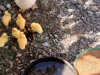 Ducks — Foto 2