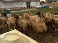 نعجة, Apsheron sheep — الصورة 2