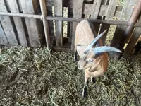 公山羊, Nubian Goat — 照片 4