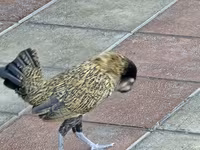 Chickens — الصورة 2