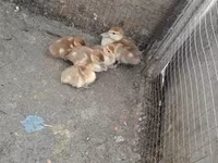 Ducks — الصورة 7