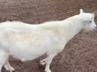 تيس, Saanen goat — الصورة 1
