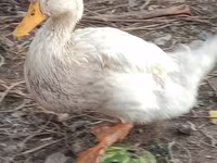 Ducks — 5-сурет