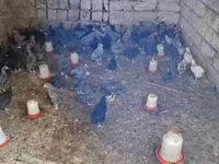 Chickens — 照片 5