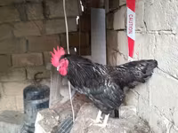 Chickens — Foto 5