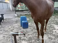 Hengst, Kazakh horse — Foto 2