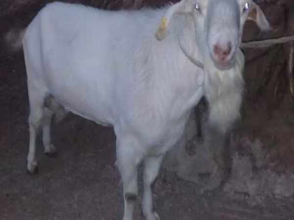 Козел, Saanen goat