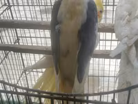 Məhsul: Nimfa (Cockatiel) cütü və qəfəs dəsti Təsvir: - Şəkillərdə — الصورة 2