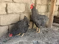Gallina eslovena barrada — foto 2