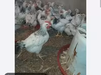 Chickens — الصورة 2