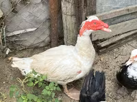 Ducks — photo 2
